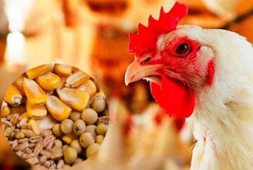 لزوم اتصال گمرک به سامانه بازارگاه