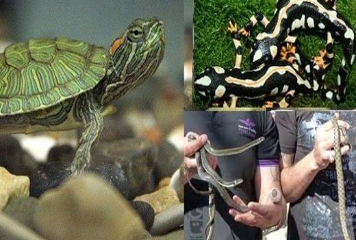 ممنوعیت خرید و فروش برخی گونه های جانوری و گیاهی از جمله سمندر لرستانی، مارآبی و لاک پشت در ایام پایانی سال 