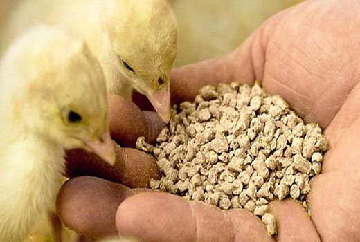 واردات ۵ هزار تن مونو کلسیم فسفات برای تکمیل جیره خوراک طیور ‌کشور