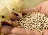 واردات ۵ هزار تن مونو کلسیم فسفات برای تکمیل جیره خوراک طیور ‌کشور