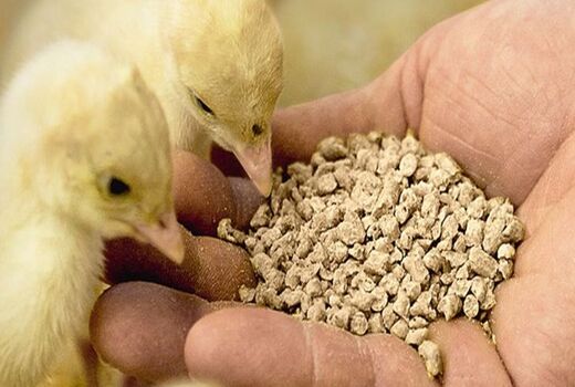 واردات ۵ هزار تن مونو کلسیم فسفات برای تکمیل جیره خوراک طیور ‌کشور