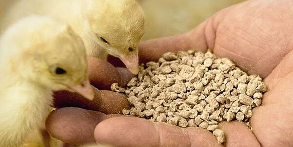 واردات ۵ هزار تن مونو کلسیم فسفات برای تکمیل جیره خوراک طیور ‌کشور