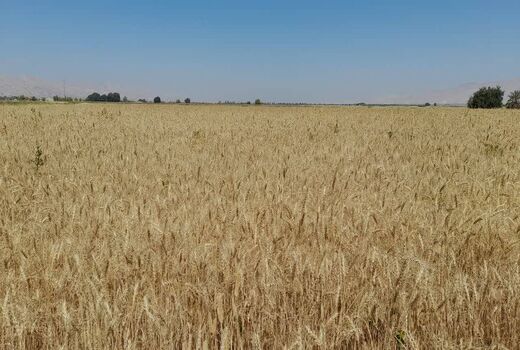 برداشت گندم از 7000 هکتار مزارع خنج آغاز شد