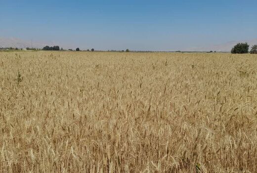 برداشت گندم از 7000 هکتار مزارع خنج آغاز شد