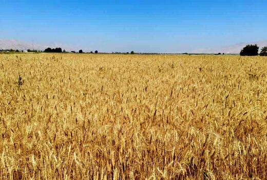 برداشت گندم از 7000 هکتار مزارع خنج آغاز شد