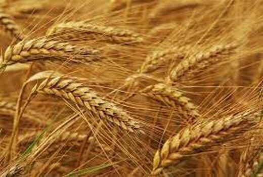   بهبود عملکرد گندم در مزارع گندم بنیان خرمشهر