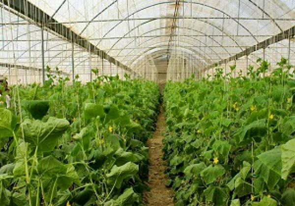  اجرایی شدن ۷۷۰ مورد طرح تحقیقاتی و علمی در بخش کشاورزی چهارمحال و بختیاری 