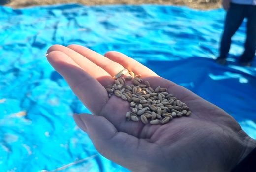 مقایسه ارقام گندم در مزارع کارون