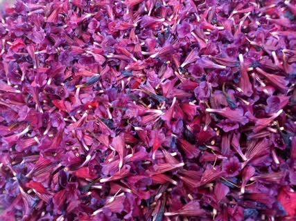 برداشت گل گاوزبان از مزارع شهرستان قزوین آغاز شد 