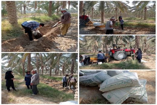 تغذیه نخیلات شهرستان تنگستان بهبود می‌یابد