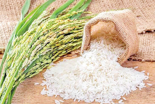 عرضه برنج طارم مازندران در بورس کالا 