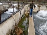 رشد سه برابر تولید ماهی در خراسان شمالی