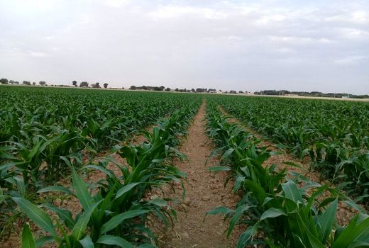 2 هزار و 300 هکتار از اراضی شهرستان شهرکرد زیر کشت ذرت علوفه‌ای می‌رود