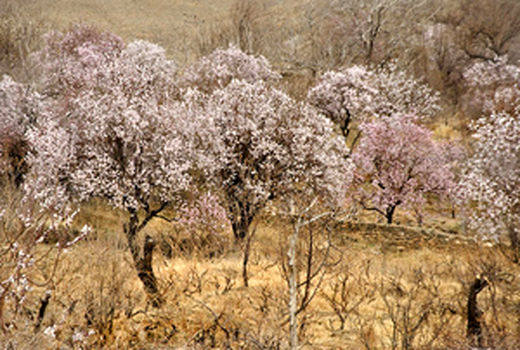 اجرای آیین سنتی چوم سوزان در چهارمحال و بختیاری