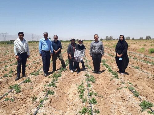 کاشت گونه های جدید گیاهان دارویی در سروستان