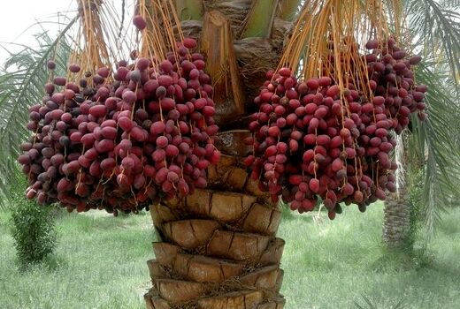 پایش چشمی آفت سرخرطومی حنایی در نخیلات آبادان