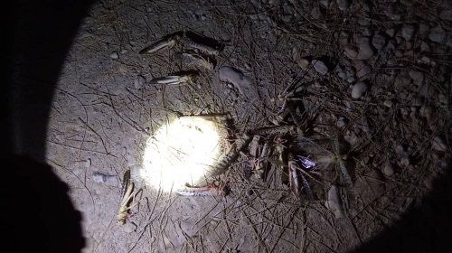 مبارزه شبانه با ملخ‌های صحرایی در مُهر 