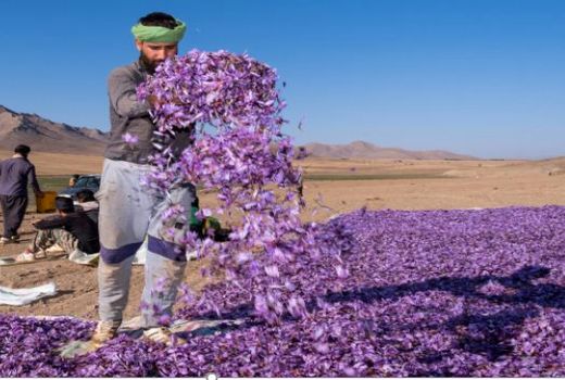 تمامی مطالبات زعفران‌کاران خراسان شمالی پرداخت شد