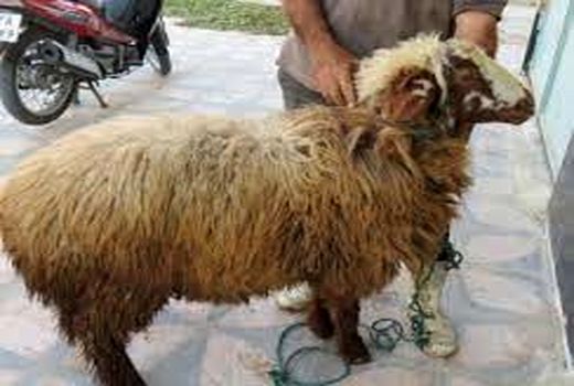 اجرای طرح تشدید کنترل و نظارت بهداشتی ویژه ایام تاسوعا و عاشورای حسینی