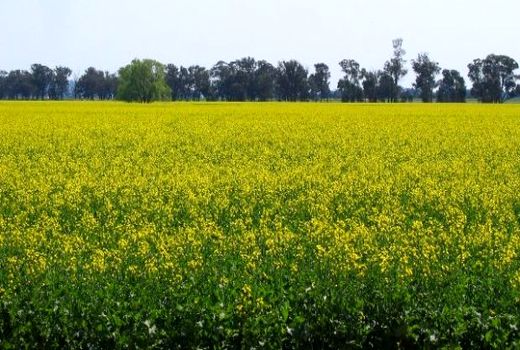 رشد سه برابری کشت کلزا در تهران