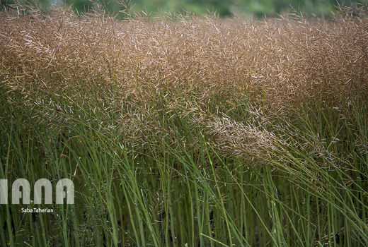 طرح‌ پایلوت ارقام خارجی کشت کلزا در فارس انجام می‌شود