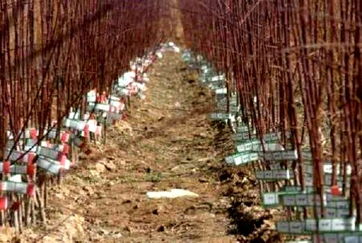 نظارت بر توزیع نهال در شهرستان کوهرنگ