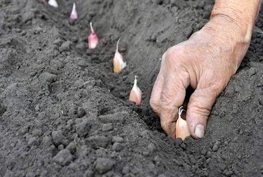 آغاز کاشت سیر در مزارع شهرستان طارم