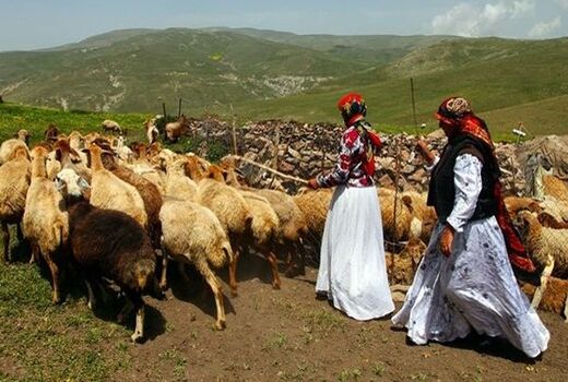  سهم عشایر استان آذربایجان شرقی در تولید ۲۰ درصدی گوشت قرمز