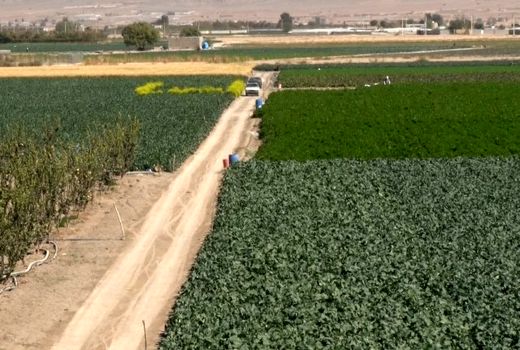 کشتِ مخلوط و کسب منافعِ متعدد در مبارکه