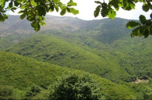 نابودی شمشادهای شمال کشور با آفت شب پره