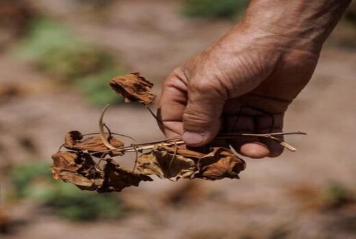 ۱۶ هزار هکتار از باغات اصفهان تحت تنش آبی است