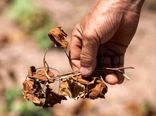 ۱۶ هزار هکتار از باغات اصفهان تحت تنش آبی است