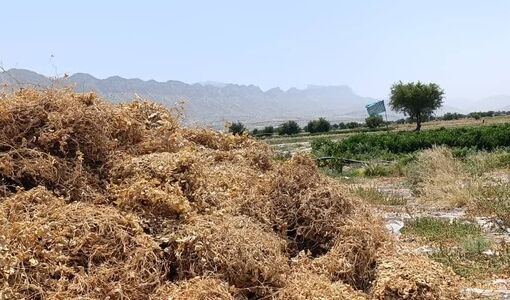 پایان برداشت لوبیا چیتی و لوبیا قرمز در کازرون