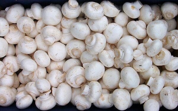 تولید سالیانه ۱۵ هزار تن قارچ خوراکی در استان اصفهان