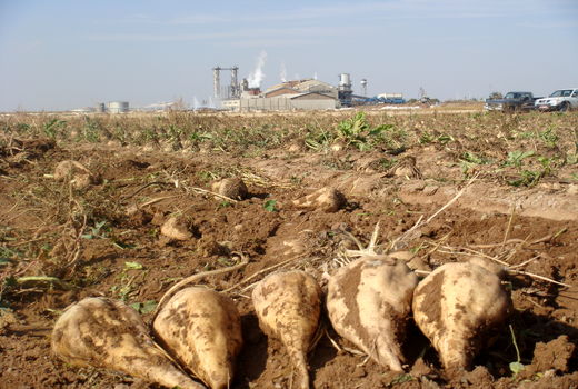 برداشت ۳۶۰۰ تن چغندرقند از اراضی کشاورزی شهرستان البرز