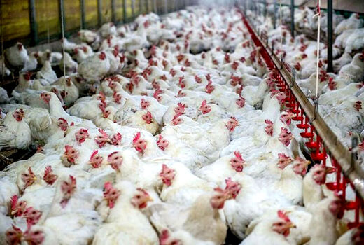 استمهال بدهی واحدهای پرورش مرغ گوشتی آسیب دیده از کرونا 