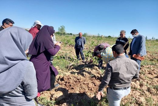 بازدید کارشناسان مرکز تحقیقات و آموزش کشاورزی از باغات انگور شهرستان تاکستان
