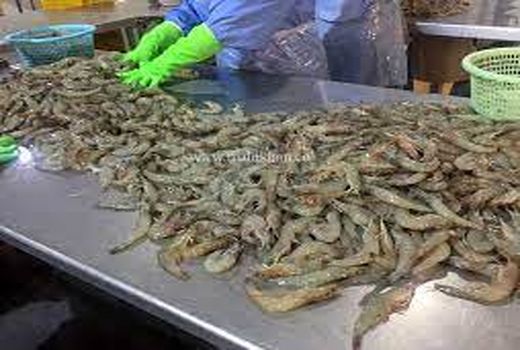     صادرات 190 تن آبزیان از خرمشهر