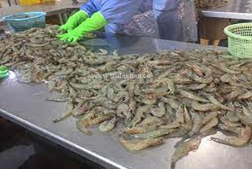     صادرات 190 تن آبزیان از خرمشهر