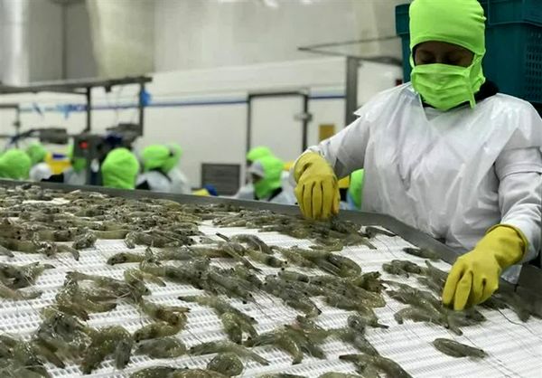 صادرات یکهزار و ۶۴۱ تن میگو از استان بوشهر