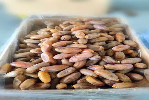 صادرات ۴۵٠٠ تن خرما از جهرم به کشورهای خارجی