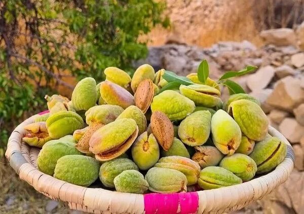 پیش‌بینی تولید ۳٠ هزار تن بادام در چهارمحال و بختیاری