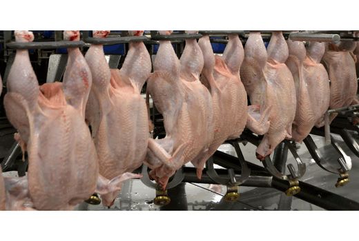 15 هزار تن گوشت سفید در بهشهر تولید شد