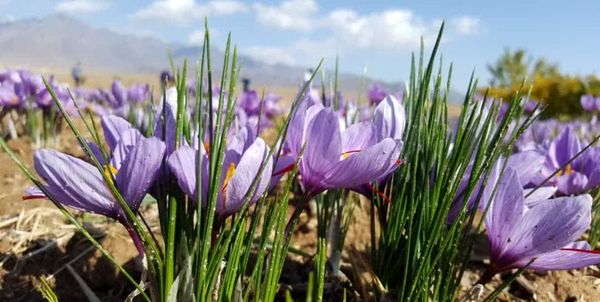 آغاز برداشت طلای سرخ از ۳۵۰ هکتار مزارع شهرستان نطنز
