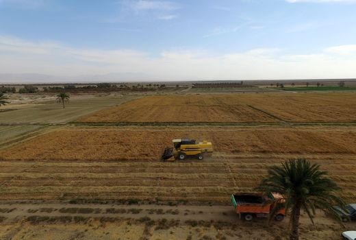 آغاز برداشت ارزن در شهرستان طبس