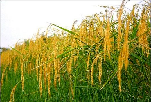 ظهور اولین خوشه طلایی برنج در شهرستان تالش