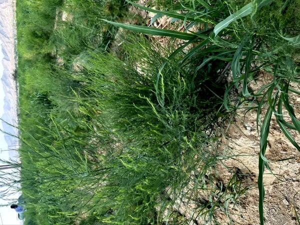 کشت موفقیت آمیز مارچوبه برای اولین‌بار در استان بوشهر/ یک هکتار از منطقه تنگ ارم زیر کشت این گیاه رفت 