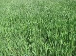 افزایش 50 درصدی ،قمت خرید گندم در سال زراعی جاری نسبت به سال گذشته 