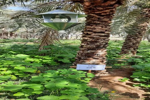 دستیابی به اطلاعات بیولوژی آفات چوب‌خوار در شادگان