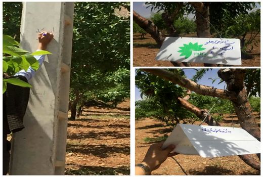 نصب تله های فرمونی در باغات شهرستان بن